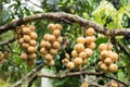 Wollongong fruit