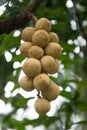 Wollongong fruit