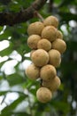 Wollongong fruit
