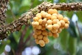 Wollongong tropical fruit