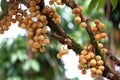 Wollongong tropical fruit Royalty Free Stock Photo