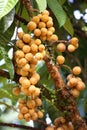 Wollongong tropical fruit Royalty Free Stock Photo