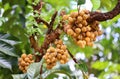 Wollongong tropical fruit Royalty Free Stock Photo