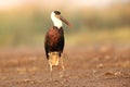 Wolly Necked Stork, Ciconia episcopus, Bhigwan Wetlands, Maharashtra Royalty Free Stock Photo