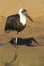 Wolly-necked Stork Royalty Free Stock Photo