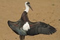 Wolly-necked Stork Royalty Free Stock Photo