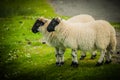 Wolly Scottish Blackface Sheeps lambs Royalty Free Stock Photo