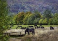 wolosate, bieszczady mountains, a herd of hutsul horses on a mountain meadow Royalty Free Stock Photo