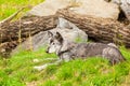 Wolve jasper national park Royalty Free Stock Photo