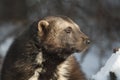 Wolverine Royalty Free Stock Photo