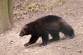 Wolverine Royalty Free Stock Photo