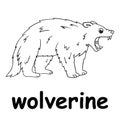 Kids line illustration coloring wolverine. animal outline