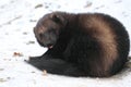 Wolverine Royalty Free Stock Photo