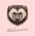 Wolverine Animal. Vector Illustrated Portrait