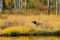 Wolverine in autumn forest lake habitat. Animal running  in autumn golden grass. Wolverine behaviour in the habitat, Finland taiga Royalty Free Stock Photo