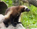 Wolverine Royalty Free Stock Photo