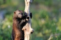 Wolverine climb up a tree Royalty Free Stock Photo