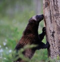 Wolverine climbing Royalty Free Stock Photo