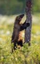 Wolverine climbing on the pine tree. Sunrise light. Royalty Free Stock Photo