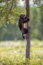 Wolverine climbing on the pine tree. Sunrise light. Royalty Free Stock Photo