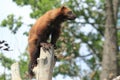 Wolverine on post Royalty Free Stock Photo