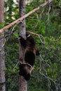 Wolverine climbing on tree Royalty Free Stock Photo