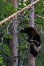 Wolverine climbing Royalty Free Stock Photo
