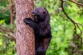 Wolverine climbing a tree Royalty Free Stock Photo