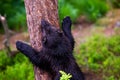 Wolverine climbing a tree Royalty Free Stock Photo