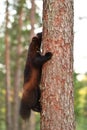 Wolverine climbing up on a tree Royalty Free Stock Photo