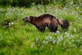 Wolverine in cotton grass in Finland Nature. Running tenacious Wolverine in Finland tajga. Wildlife scene from north of Europe. Da