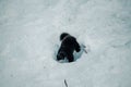 Wolverine digging in deep snow in Ranua, Lapland Royalty Free Stock Photo