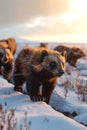 Wolverine family walking towards the camera in the forest with setting sun. Royalty Free Stock Photo