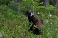 Wolverine in forest Royalty Free Stock Photo