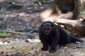 Wolverine a forest setting Royalty Free Stock Photo