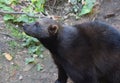 Wolverine a forest setting Royalty Free Stock Photo