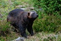 Wolverine in a forest, sweden Royalty Free Stock Photo