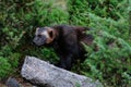 Wolverine in a forest, sweden Royalty Free Stock Photo