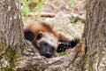 Wolverine Royalty Free Stock Photo