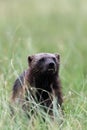 The wolverine  Gulo gulo, also referred to as the glutton, carcajou, skunk bear, or quickhatch in the grass in the taiga. Royalty Free Stock Photo