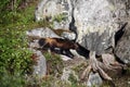 The wolverine Gulo gulo, also referred to as the glutton, carcajou, skunk bear, or quickhatch on a rock near the cave.Wolverine Royalty Free Stock Photo