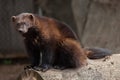 Wolverine Gulo gulo Royalty Free Stock Photo