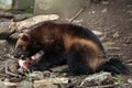 Wolverine (Gulo gulo), also known as the glutton. Royalty Free Stock Photo