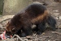 Wolverine (Gulo gulo), also known as the glutton.