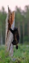 Wolverine (gulo gulo) climbing a tree Royalty Free Stock Photo