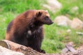 Wolverine Gulo gulo sitting in the grass Royalty Free Stock Photo