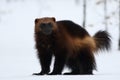 Wolverine gulo gulo with snow and white background.Typical image of a wolverine in the snow in winter