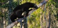 Wolverine (gulo gulo) on a tree Royalty Free Stock Photo