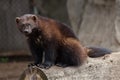 Wolverine Gulo gulo Royalty Free Stock Photo