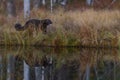 wolverine Gulo gulo running along forest lake with reflection Royalty Free Stock Photo